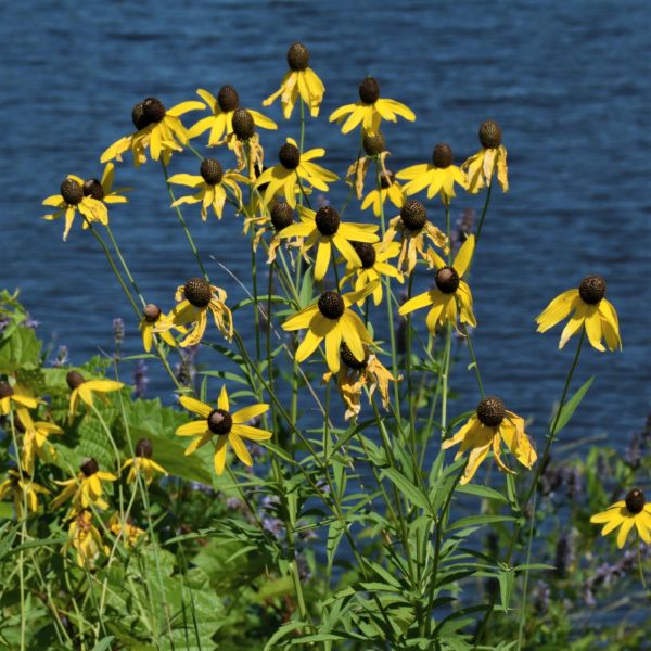 Yellow Coneflower