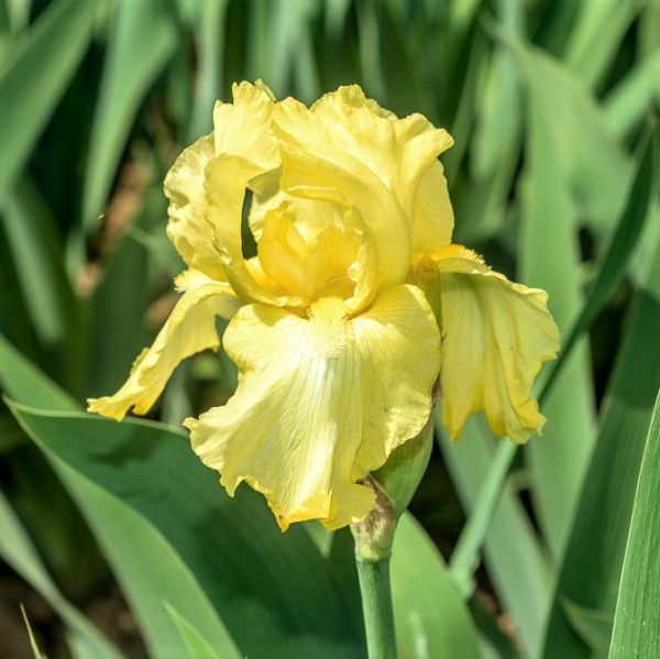 Harvest of Memories Tall Bearded Iris