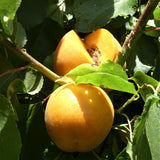 Tomcot Apricot Tree