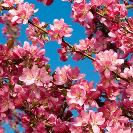 Robinson Crabapple Tree