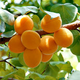 Royal Apricot Tree