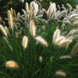 Cassian Dwarf Fountain Grass