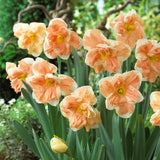 Apricot Whirl Daffodil