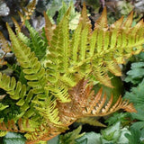 Male Fern