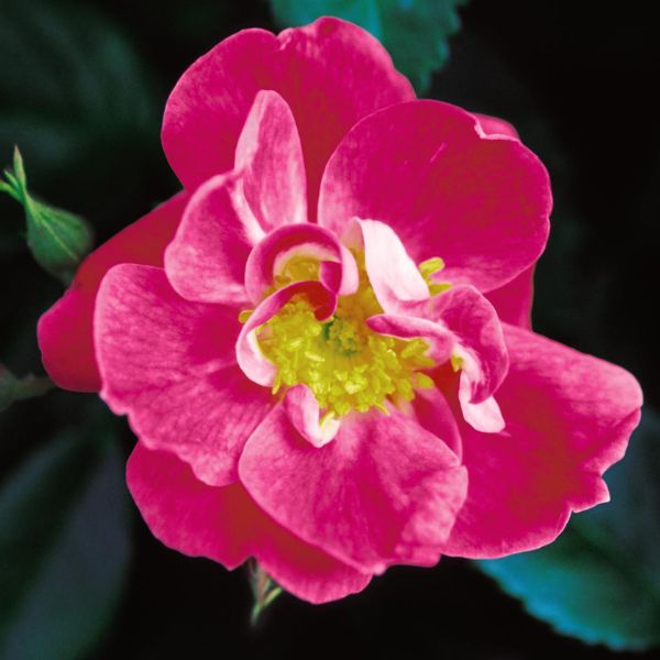 William Baffin Climbing Rose