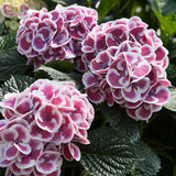 Cityline&reg; Mars Bigleaf Hydrangea