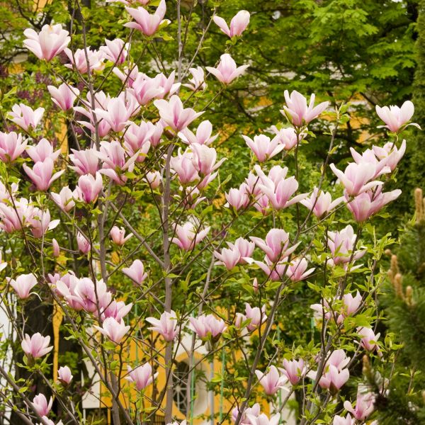 Saucer Magnolia