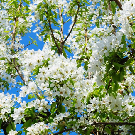 Cleveland Flowering Pear