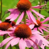 Magnus Superior Coneflower