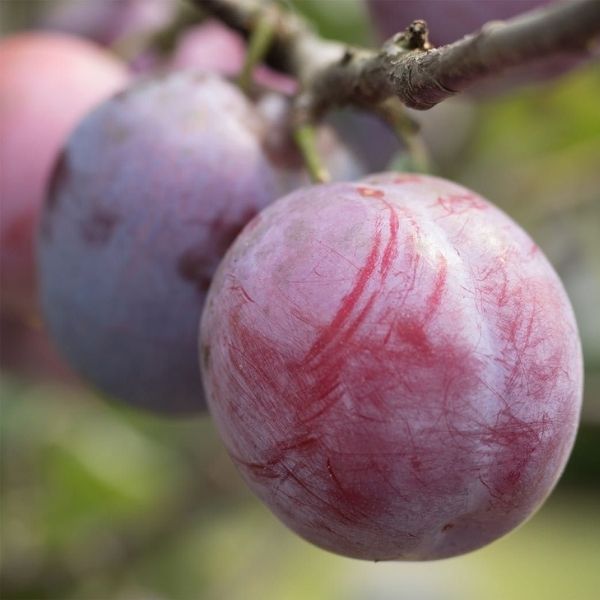 Simka Plum