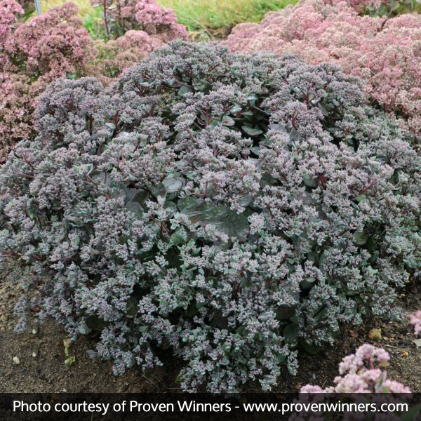 Superstar Sedum