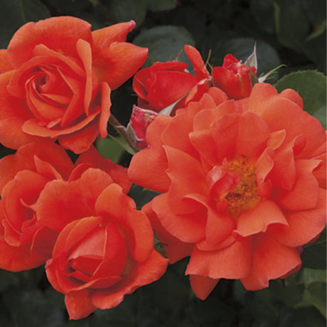 Above All&trade; Climbing Rose