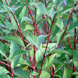 Red Osier Dogwood