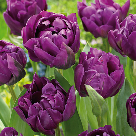 Double Negrita Tulip