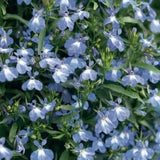 Laguna Compact Blue with Eye Lobelia