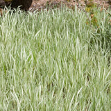 Strawberries and Cream Ribbon Grass