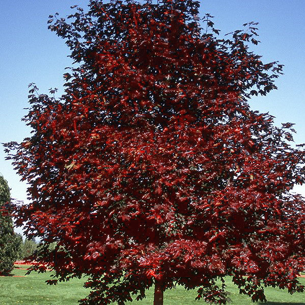 Royal Red Maple