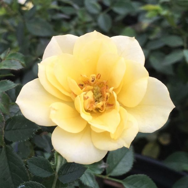 Lemon Drift&reg; Rose