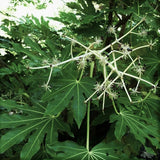 Fatsia Japonica