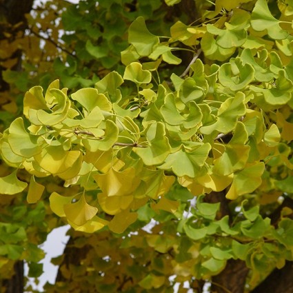 Autumn Gold Ginkgo