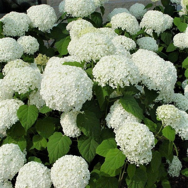 Annabelle Hydrangea