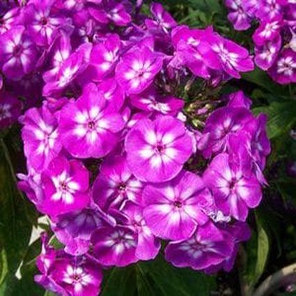 Hardy Tall Laura Phlox