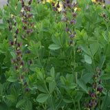 Twilite Prairieblues&trade; False Indigo