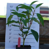 Elegantissima Dogwood