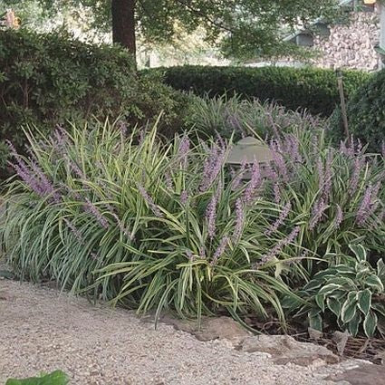 Variegated Liriope