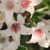 Variegated Weigela