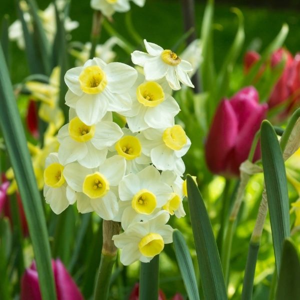 Avalanche Daffodils