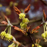 Paperbark Maple