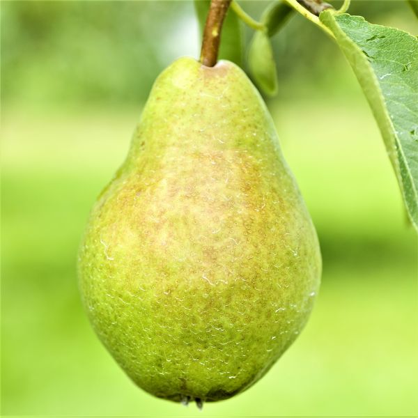 Southern Bartlett Pear Tree