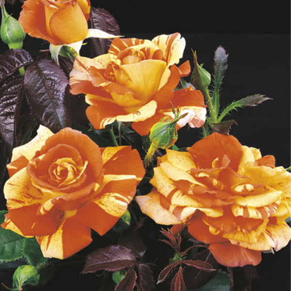 Oranges 'n' Lemons&trade; Rose