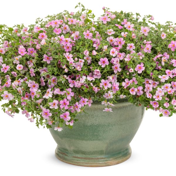 Snowstorm&reg; Pink Bacopa