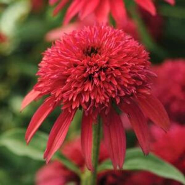 Double Scoop Cranberry Coneflower