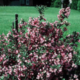 Java Red Weigela