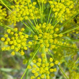 Dill Plant