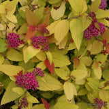 Double Play&reg; Candy Corn&reg; Spirea