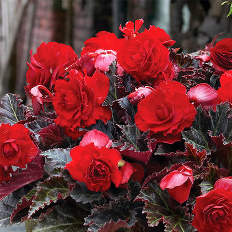 Maxima Switzerland Begonia