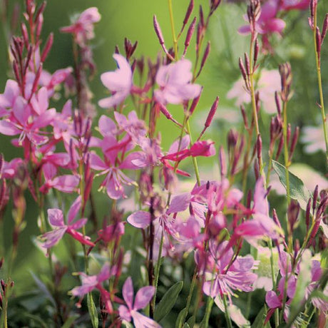 Gaura Karalee Petite Pink