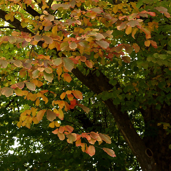 Persian Ironwood