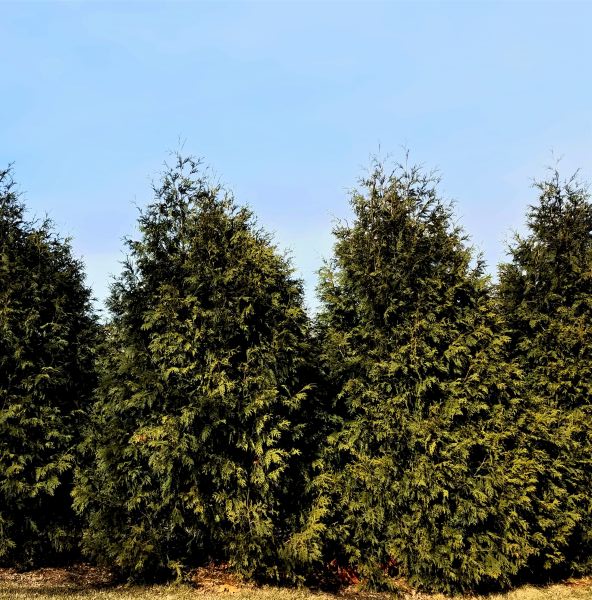 Techny Arborvitae