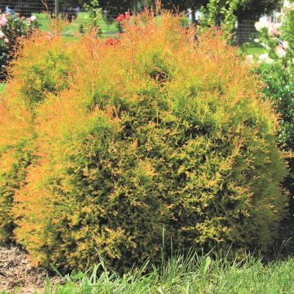 Fire Chief&trade; Arborvitae