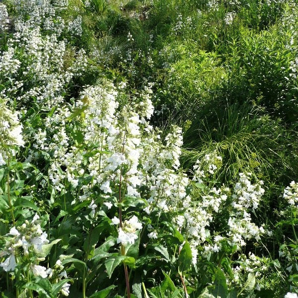 Foxglove Beardtongue