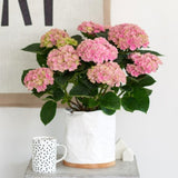 Everlasting&trade; Revolution Hydrangea