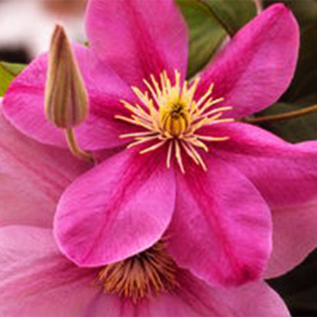 Boulevard&reg; Alaina Clematis