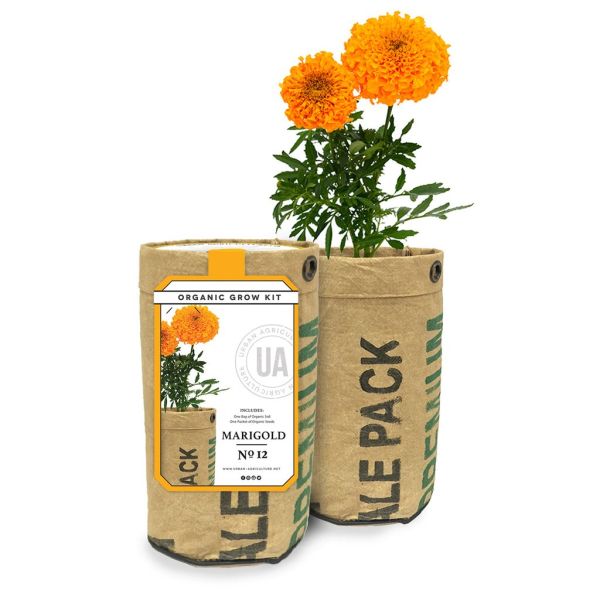 Marigold Grow Kit