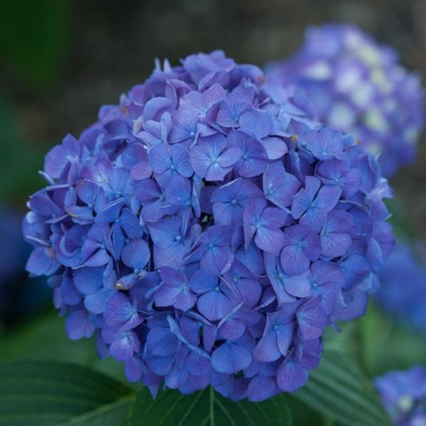 Let's Dance&reg; Rave&reg; Bigleaf Hydrangea