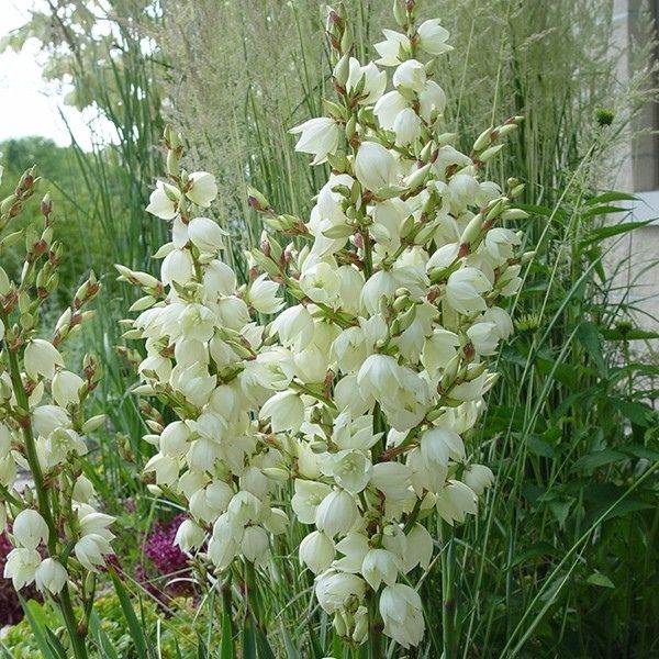 Adam's Needle Yucca